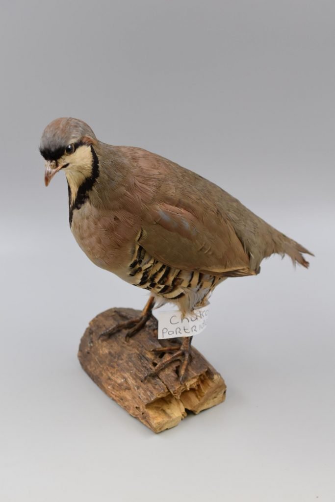 Taxidermy | Venditus Taxidermy